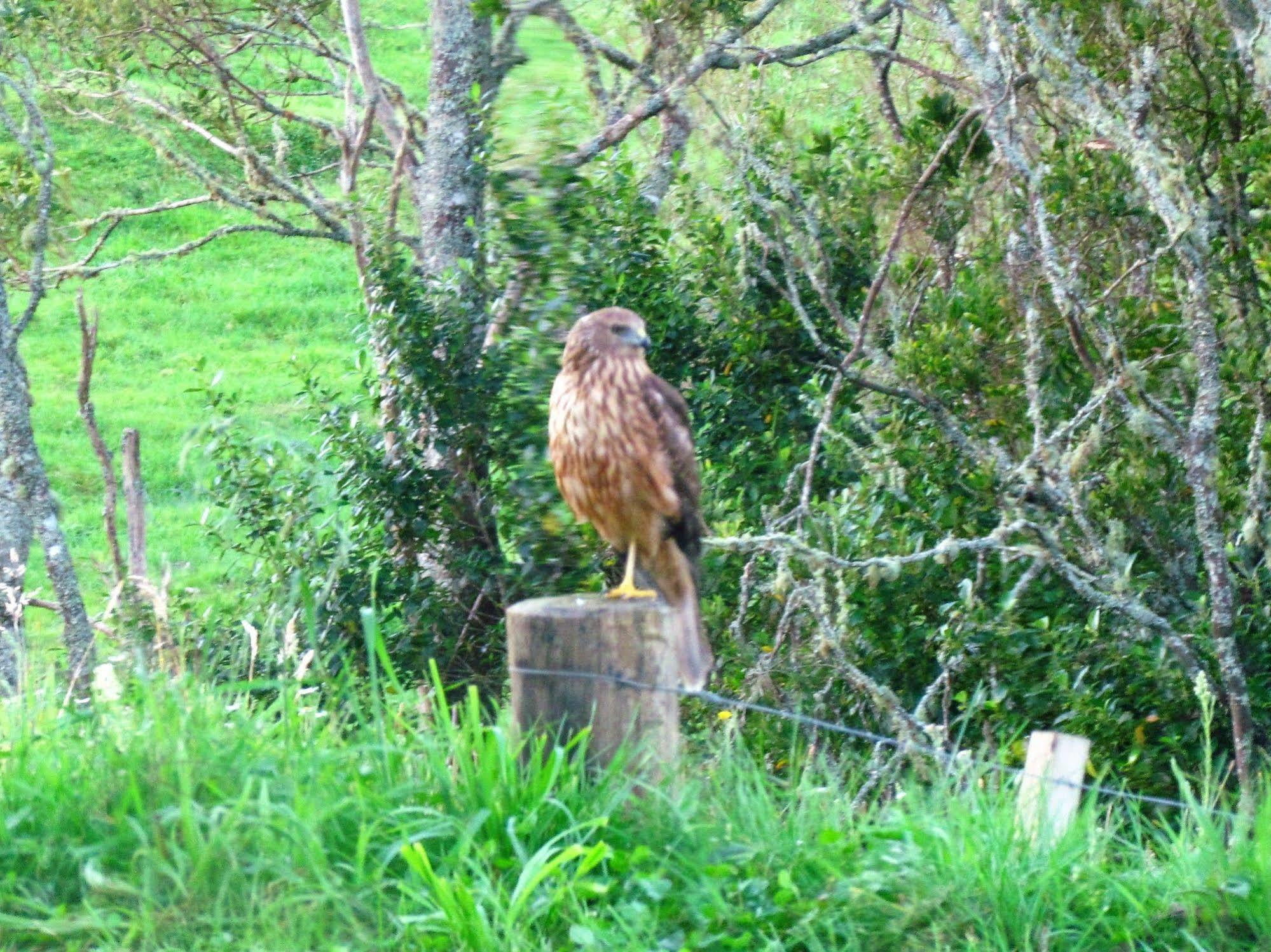 Rolling Hills Country Stay B&B Tauranga Exteriér fotografie