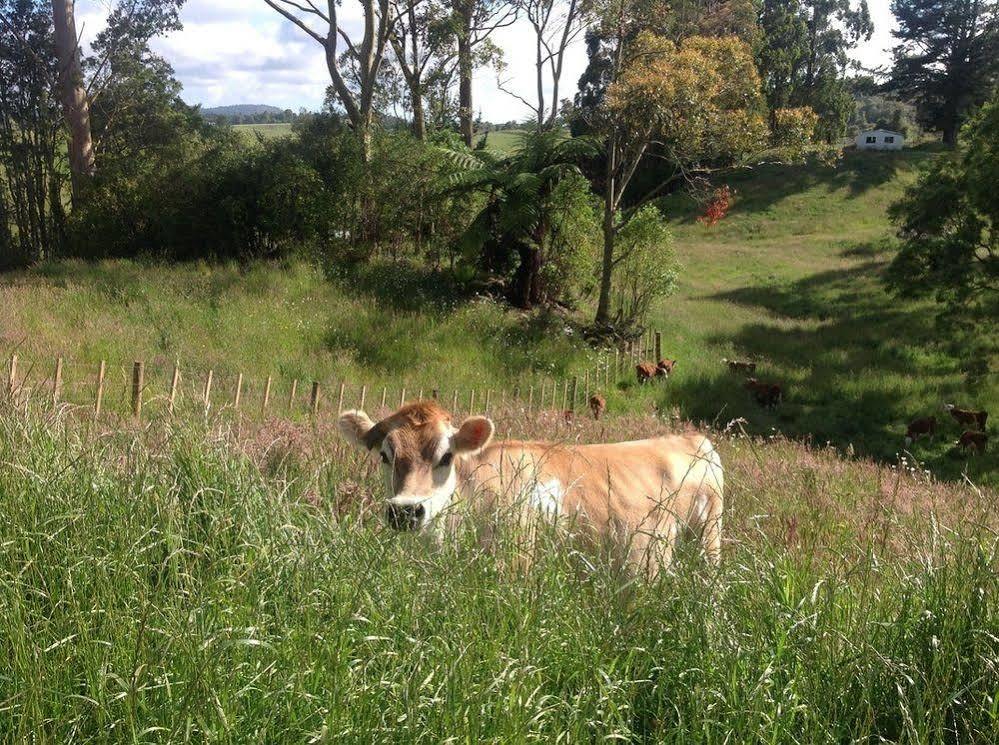 Rolling Hills Country Stay B&B Tauranga Exteriér fotografie
